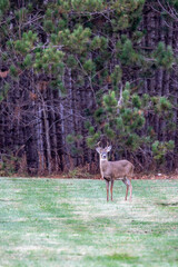 Adult white-tailed deer buck (Odocoileus virginianus) in the woods during the rut