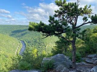 landscape with trees