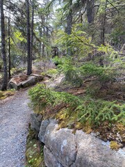 Path in the Woods