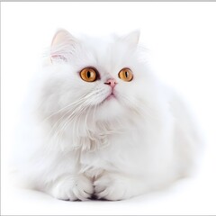 Fototapeta premium Persian cat isolated on white background 