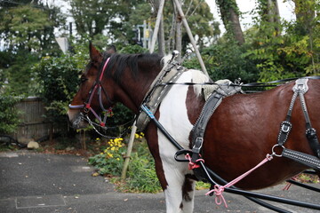 Carriage horse.