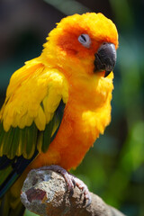 Sun conure bird portrait. Beautiful Young parrot sitting in a tree branch.