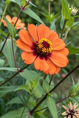 orange flower in garden