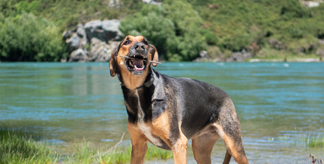 New zealand huntaway dog happy loyal with nature background portrait