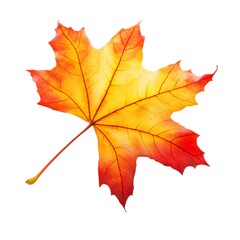 Obraz premium Single Orange and Red Maple Leaf Isolated on White