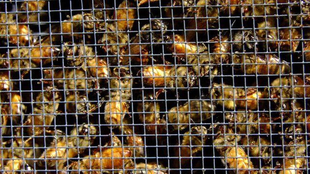 Extreme close up and slow motion of lot of buzzling hone bees inside screened box or cage ready to be released into new beehive