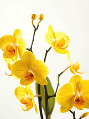 High angle view of beautiful yellow orchids on a pristine white background, beautiful, high-quality, top-down, tropical flowers