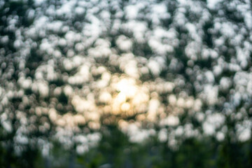 blurred background of abstract trees with sunlight.