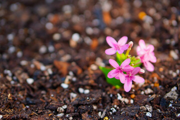 Close up of Pink flower and leaves in earth on blur background