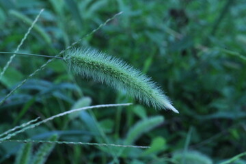 Image of dog's pawpaw blooming on the Daecheongcheon trail