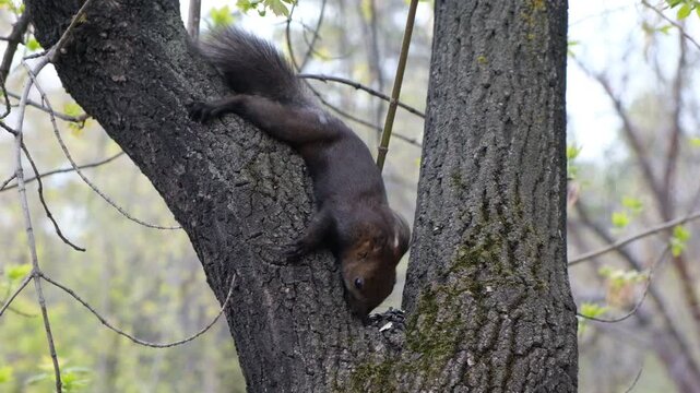 Squirrel eating seeds. Feeding a little funny squirrel in the park in spring. Wild animals, lend a hand theme. Close up. 