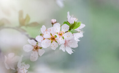 A stunning close-up of cherry blossoms (sakura) in full bloom, The soft light accentuates the...