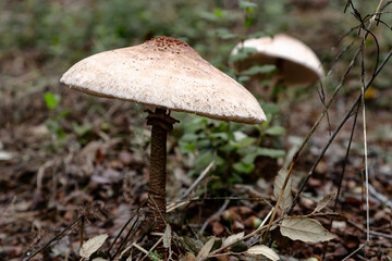 MACROLEPIOTA SETA