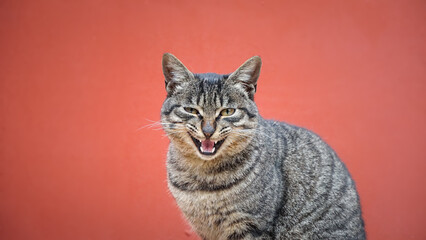 A cat in red background with its mouth open, showing its teeth, staring directly at you as it grows.