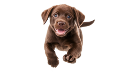 Fluffy Labrador puppy leaping happily. Puppy jumps in mid air.