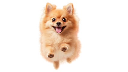 Puppy jumps in mid air, Happy Pomeranian dog jumping with excitement, showcasing its fluffy fur and playful nature. This adorable pet radiates joy and energy