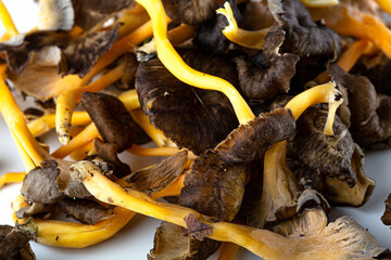 SETA CRATERELUS FRESCA