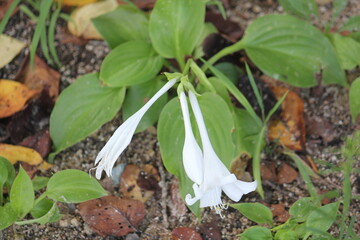 Image of azaleas blooming on the Daecheongcheon Stream trail