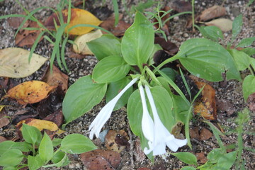 Image of azaleas blooming on the Daecheongcheon Stream trail