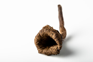 SETA TROMPETA DE LA MUERTE 