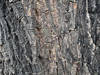 Textura de corteza de árbol