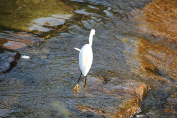 Image of a white heron taking flight on the Daecheongcheon Trail