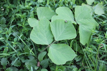 Image of a kudzu tree blooming on the Daecheongcheon trail