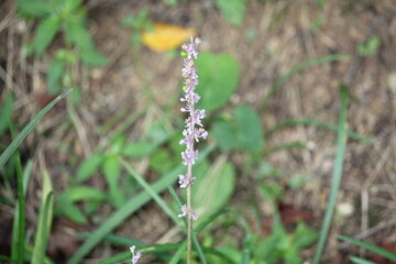 Image of Ophiopogon japonicus blooming on the Daecheongcheon Stream trail