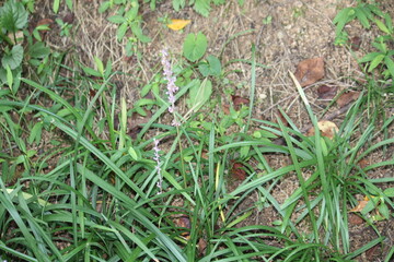 Image of Ophiopogon japonicus blooming on the Daecheongcheon Stream trail