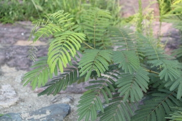 Image of mimosa blooming on the Daecheongcheon trail