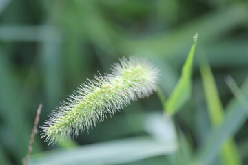 Image of dog's pawpaw blooming on the Daecheongcheon trail