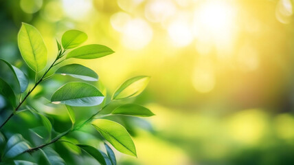 Obraz premium Fresh green leaves illuminated by sunlight in a serene outdoor setting