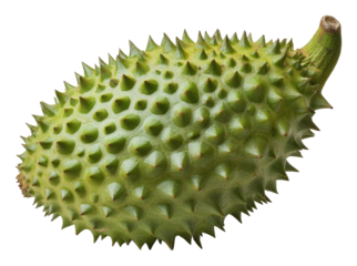 Soursop fruit with spiky green skin showcasing its unique texture isolated on transparent background
