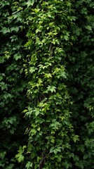 Fototapeta premium Close-up of a thick stem with lush green leaves and vines in a dense garden setting , nature, vines, leaves, dense garden, stem
