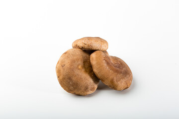 SHITAKE FRSCO, SETAS