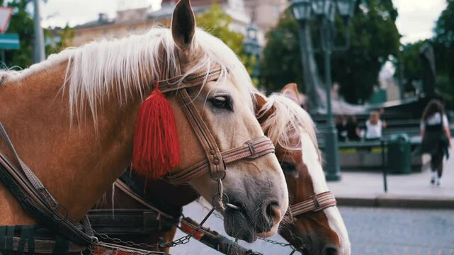 Two Brown Horses Stand in a Team Harnessed to a Cart on a City Street. Excursion or horse-drawn carriage. Close-up, horses chewing. Working horses, animals. Blurred background. Tourism business.
