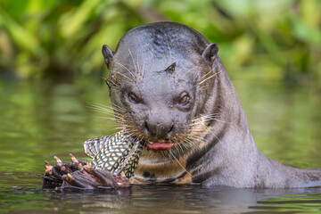 Giant Otter having breakfast
