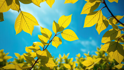 Obraz premium Contrast of yellow and green mangrove leaves against blue sky, plant, vibrant