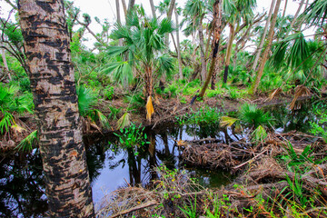 Kilpatrick Hammock, Kissimmee Prairie Preserve State Park, Florida
