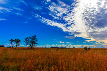 Fototapeta premium Kissimmee Prairie Preserve State Park, Florida
