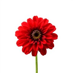 red dahlia flower isolated on white