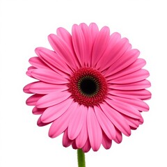 pink gerber daisy isolated on white