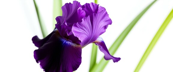 iris flower isolated on white