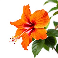 orange hibiscus isolated on a white background