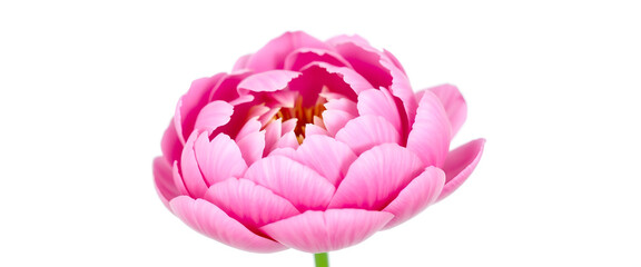 pink peony isolated on a white background