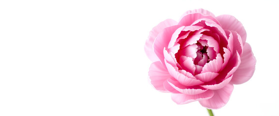 pink peony isolated on a white background