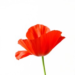 red poppy isolated on white