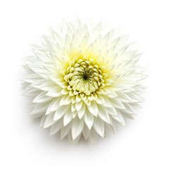 white chrysanthemum flower