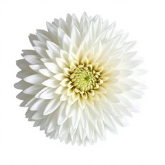 white chrysanthemum flower