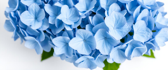 abstract background with blue hydrangea flowers
